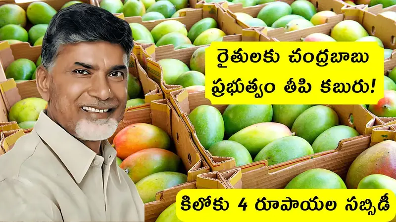 Mango Price Ap Subsidy 2025